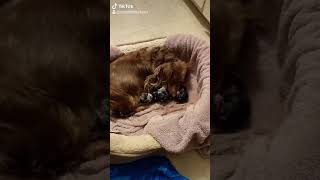 Miniature Dachshund Labor and Birth