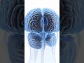 All part's of Brain Explain By 3D Animation 🔥||all Brain Parts their function explain