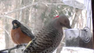 Yellow shafted Flicker, robin, starling, and surprise woodpecker at window feeder. This is the first time I