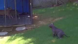 Pitbulls playing by froberts12004 5,559 views 13 years ago 4 minutes, 20 seconds