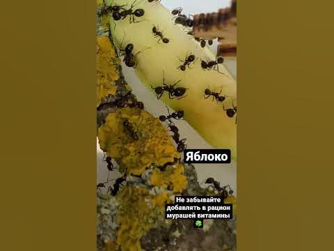 Корм для муравьев. Не забывайте добавлять в рацион витамины: яблоки ...
