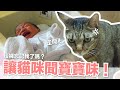 【好味小姐】讓貓咪聞寶寶味！貓咪竟然忘記我了嗎？｜好味貓日常EP87