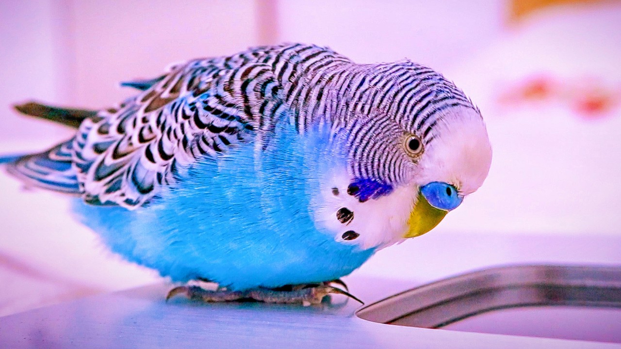 Budgie Anthem: The Song That Sparked A Revolution