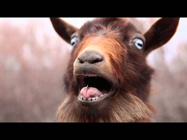 goat sound effects - efek suara kambing class=