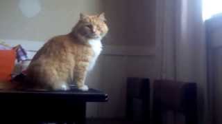 Skimbles - Epic Cat Fail by Jake Groves 1,987,709 views 10 years ago 17 seconds