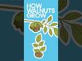 How Walnuts Grow #shorts