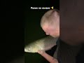 #carp #рыбалка #carpfishing #fishing #карп