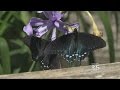 Rare Species Of Stunning Butterfly Makes Comeback In San Francisco