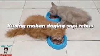 Kucing makan daging sapi rebus kitten eats beef meat