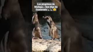 🐧Pingüinos en Centro América 🐧😍