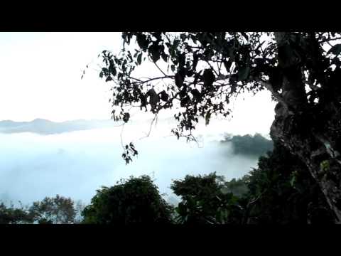 gibbons singing in the morning - laos