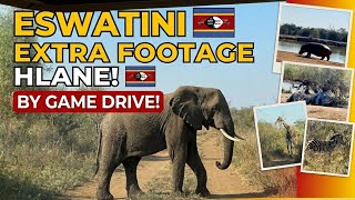 One of Africa’s Most Underrated Safaris | Hlane Royal National Park Eswatini 🇸🇿