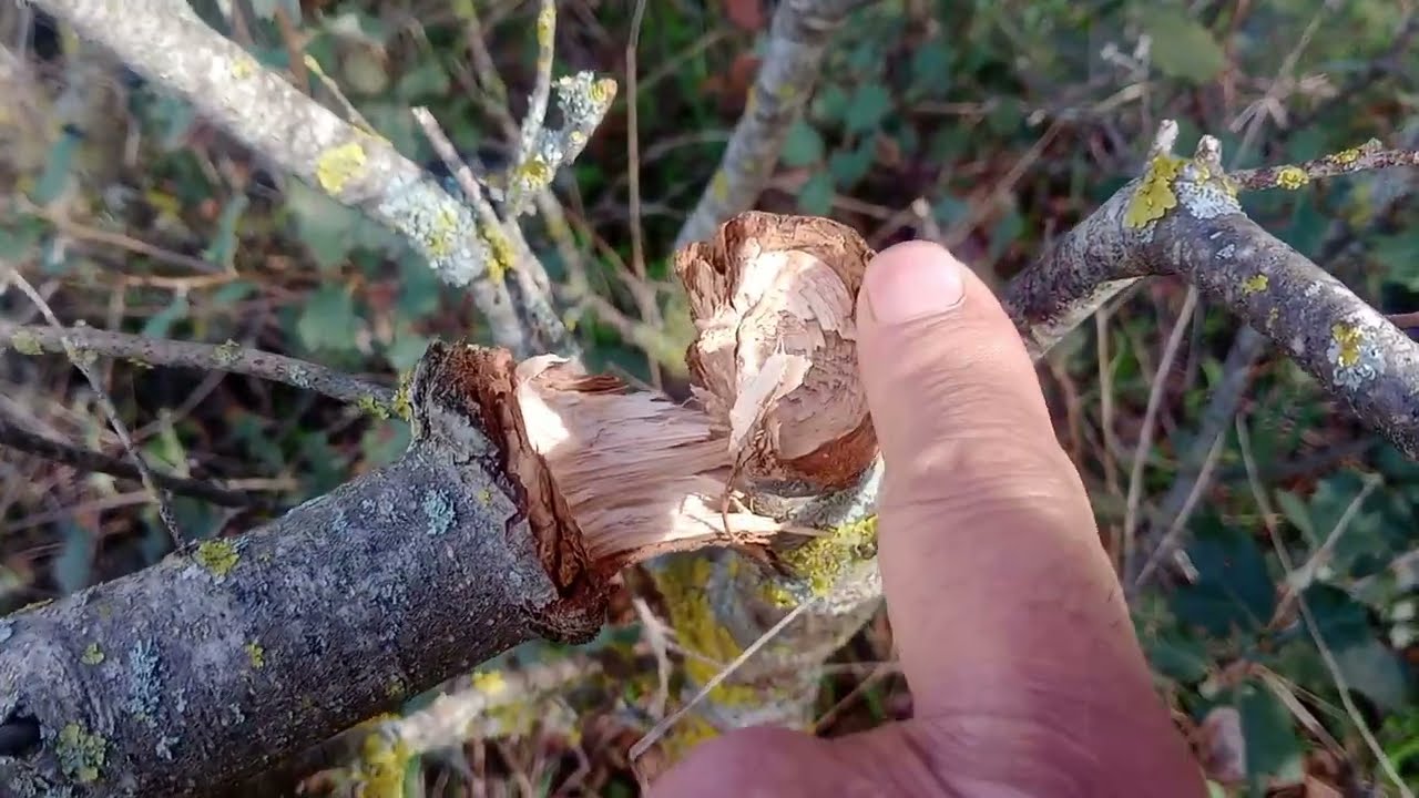 Poda natural.🌳🌳🪓🤠