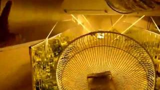http://www.budbook.org   Loving the Mylar walls   how to grow marijuana indoors