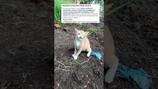 Ternyata ini alsannya kucing suka malan pucuk rumput