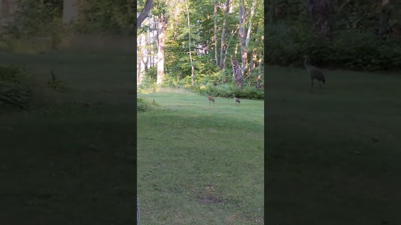 A walk with the Cranes on Beaver Island