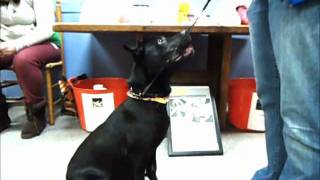 Lindsay, Apl Foster, Young Female, Showing Her Tricks