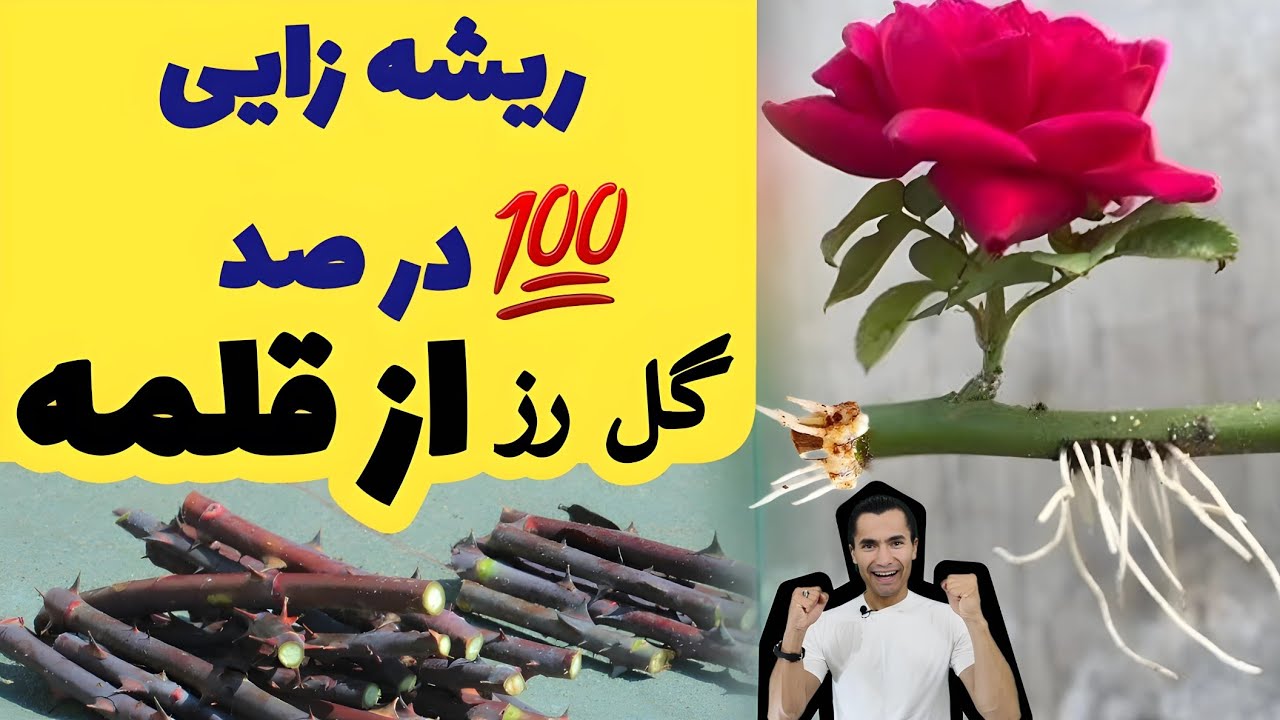 از قلمه گل رز اینطوری تکثیر کن تا ریشه زایی صد در صد شود💯