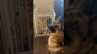 Can I come into the out now? #funny #awww #fy #puppy #cute #foryou #trending #dog #fypシ #aww #love