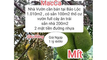 1.010m2 nhà vườn tại Bảo Lộc full cây ăn trái 100m2 thổ cư