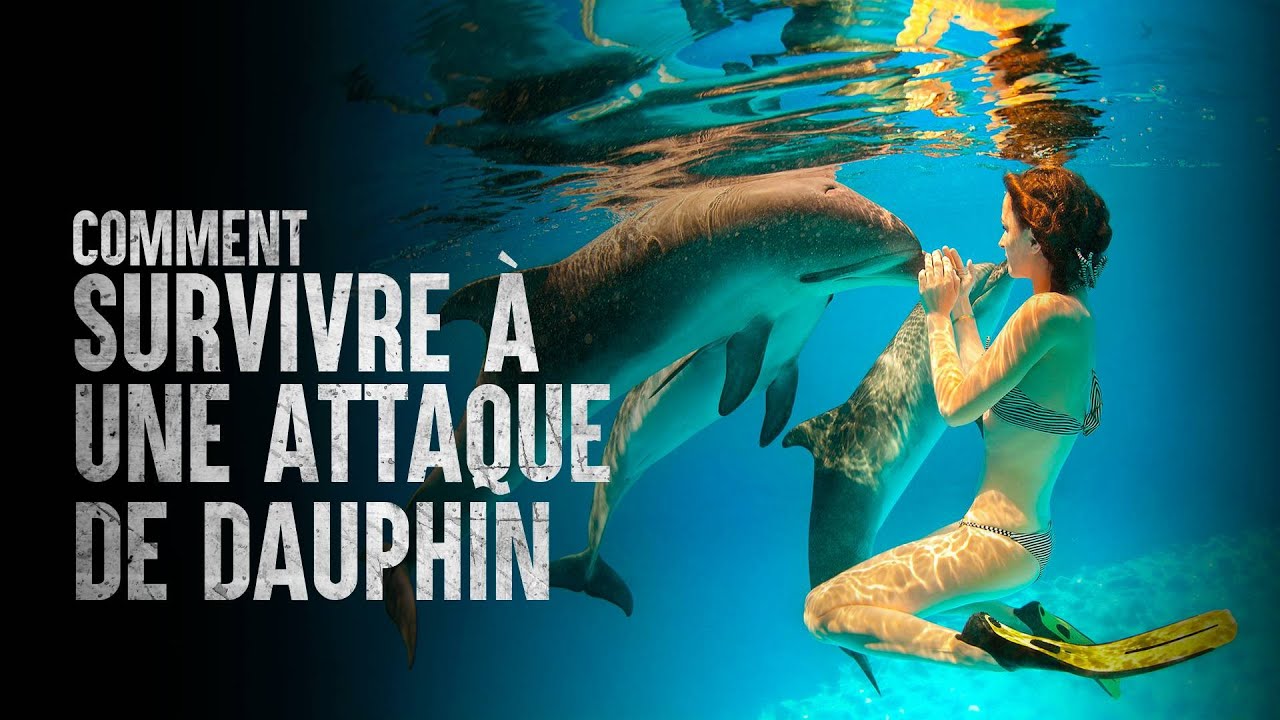 Comment survivre à une attaque de dauphin YouTube