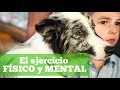 PERRO: La importancia del ejercicio físico y mental del Border Collie