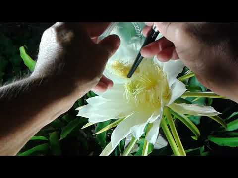 How to hand pollinate the dragon fruit flower