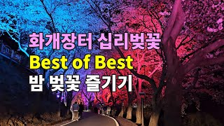 하동 화개장터 십리벚꽃 Best of Best 밤 벚꽃 풍경 즐기기