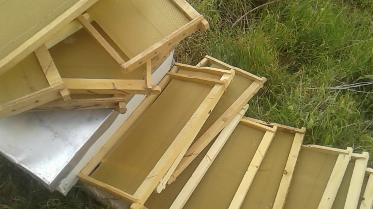 القسمة المكونة من 2  إطارات مع معلومات مهمة  : عن تربية النحل