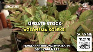 AGLONEMA KOLEKSI lagi UPDATE STOCK || MITRA FLORA NUSANTARA