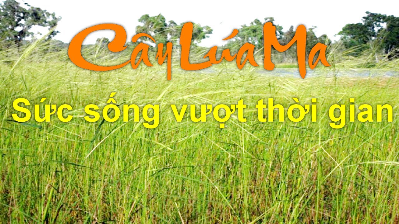 Kiến Thức Thuyết Minh || ĐBSCL || Cây Lúa Ma Gen Vàng - YouTube