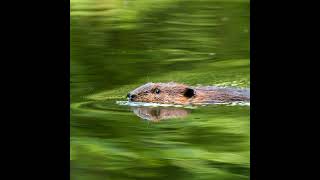 Beaver Believers: How to Restore Planet Water | Kate Lundquist & Brock Dolman
