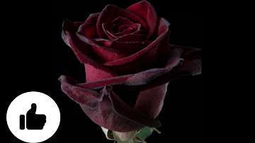 ¿Qué significa una rosa negra en un funeral?