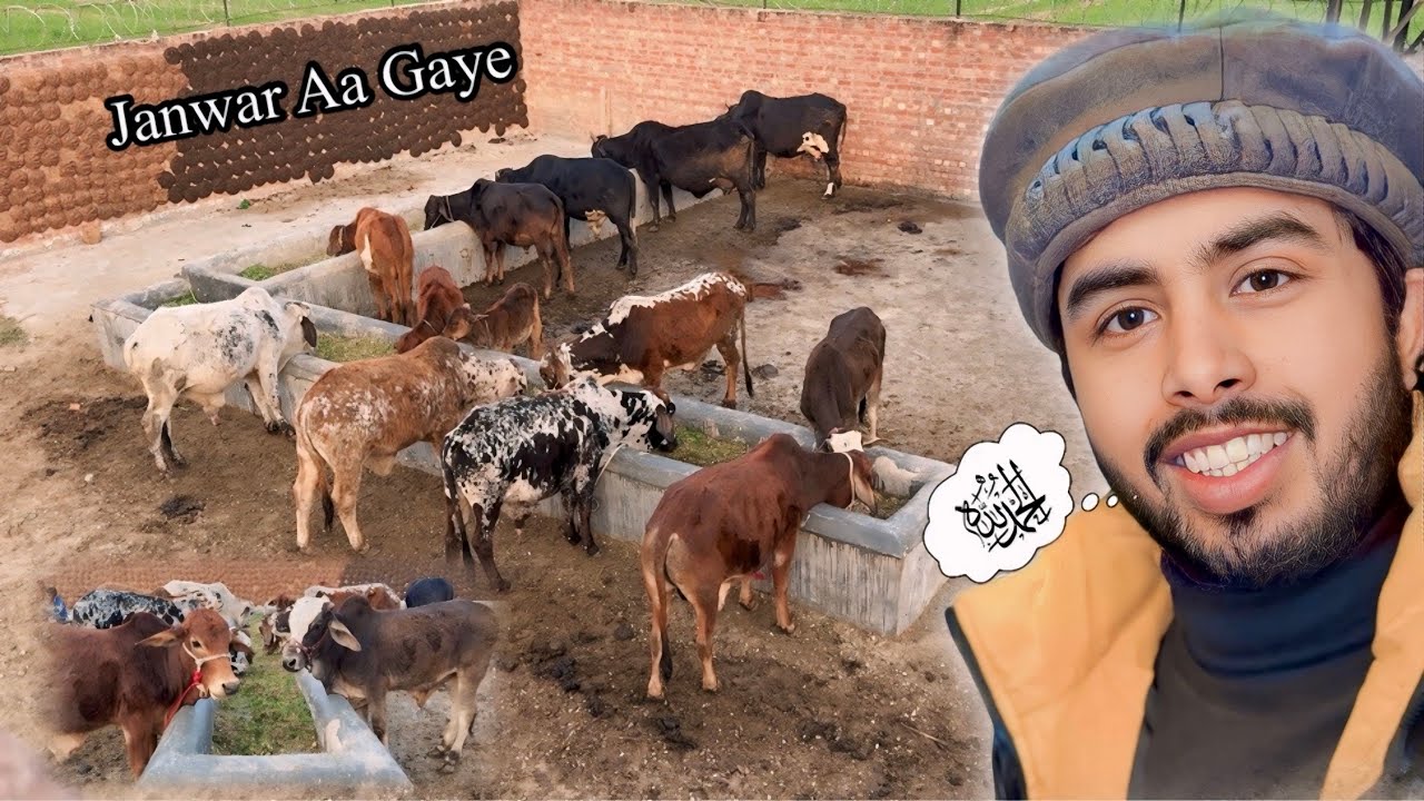 New Qurbani Wale Janwar Haveli Mein Aa Gaye 😍 Mera Big Dream Complete Ho Gaya 🛖 Zohaib Pendu 