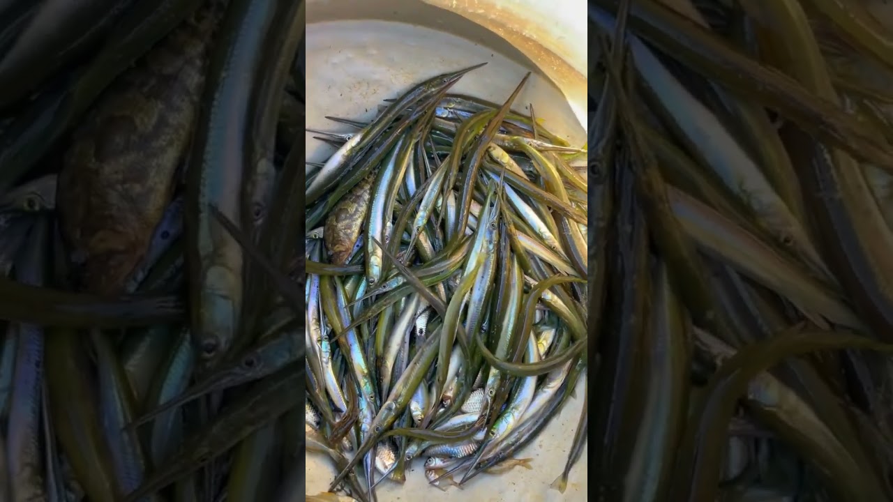 Japanese halfbeak fish catching 😍😱 