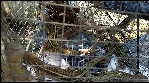 Cách phân biệt các loại Dông Cát - Bẫy Dông Cát