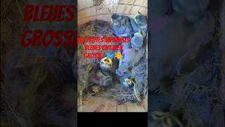 Les petites mésanges bleues ont bien grossi ! 🐦🐥 #Mésanges #Oiseaux #Nature #art #humour