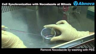 Cell Synchronization with Nocodazole at Mitosis