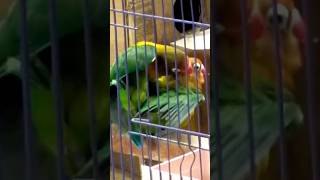 Download Lagu Suara Lovebird Kawin Merangsang Birahi #shorts #shortsvideo #short #shortvideo #kicaulovebird MP3