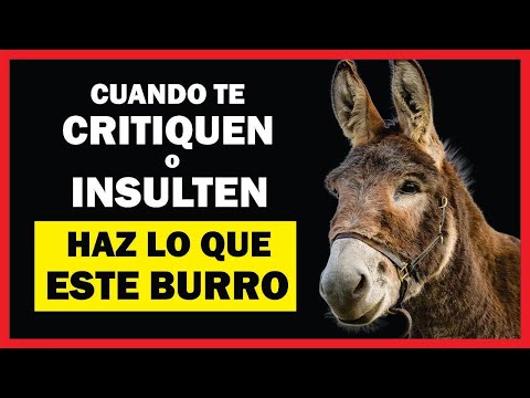 El BURRO al