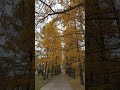 Золотая осень в Академгородке, г. Красноярск