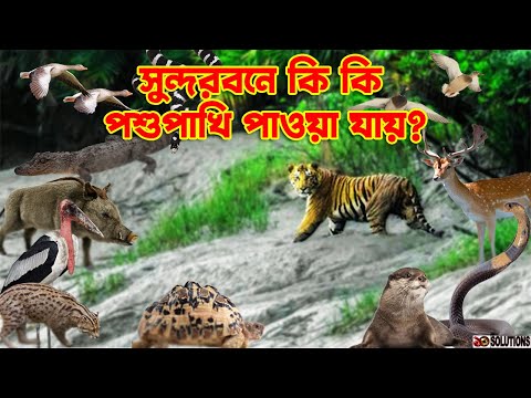 ভিডিও: উত্তর ইউরোপীয় হরিণ: ছবির সাথে বর্ণনা, প্রজাতির বৈশিষ্ট্য এবং বাসস্থান