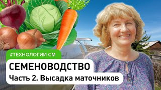 Семеноводство часть 2. Высадка маточников: лук, морковь, свёкла, капуста