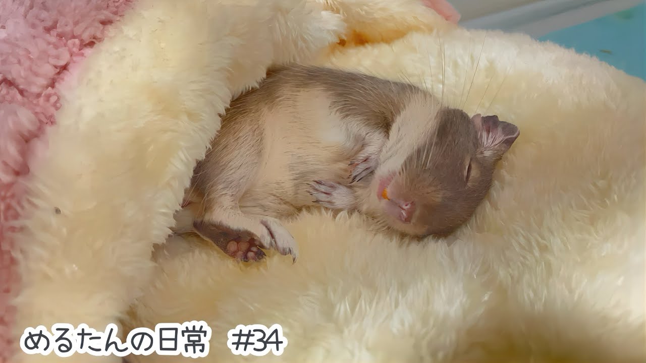 デグーをダメにする道具がわかりました【デグーの日常#34】