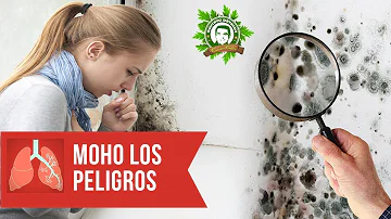 ¿Puede enfermar el moho del inodoro?