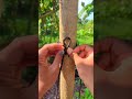 how to tie a tree strong and simple✅🤩    #diy #creative #ideas #tipspraktis #lifehacks #fyp #shorts