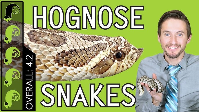 Watch: Hognose Snake Fakes Death In Most Overacted Way