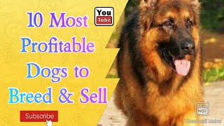 10 Most Profitable Dogs  to Breed and Sell // Tovi Pogi