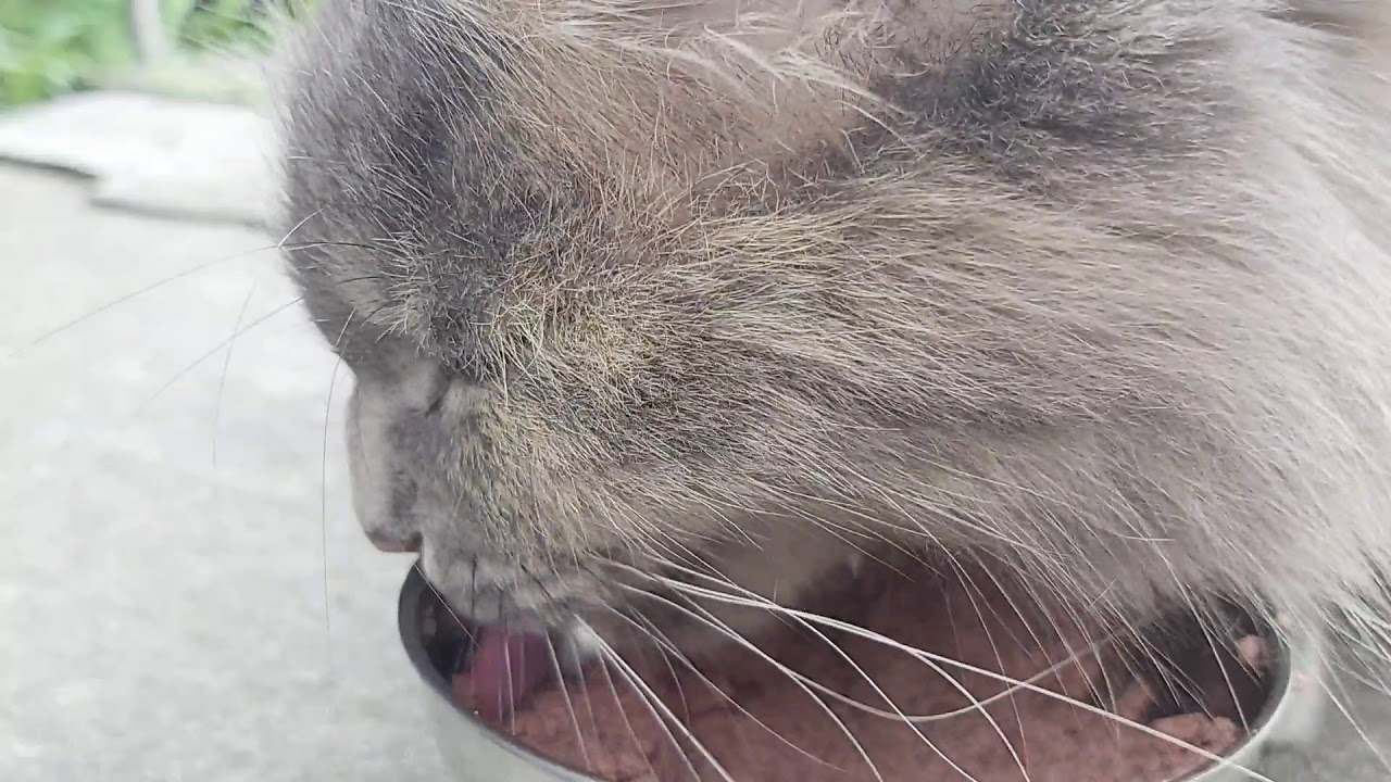 ASMR Cat Eating Wet Food Part 2 YouTube asmr-cat-eating-wet-food-part-2-youtube