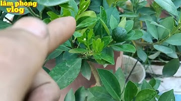 Tưới kích rễ cho quất cảnh, quất chum, quất chậu cho quả nhanh to, chăm sóc quất cảnh quả to cây đẹp